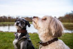 zwei Hunde sitzen auf Grasfläche vor Teich