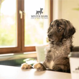 Ein Hund hat seine Pfoten auf einem Tisch, sieht nach links, oben mittig im Bild ist das Mr. Bark Logo platziert